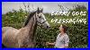 Barry_Goes_Dressaging_Dressage_Analysis_Video_Novice_30_And_Elementary_44_01_sut