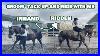 Groom_Tack_Up_And_Ride_With_Me_Inhand_To_Ridden_Schooling_Session_01_yzpp