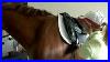 How_To_Fit_A_Dressage_Saddle_01_gsuc