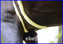 Jinnah 30% sale Anatomical Saddle Girth, leather girth