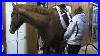 Natural_Horsemanship_Solutions_Solving_Girthy_Issues_01_eng