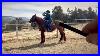 Online_Lesson_Millie_Gaited_Horse_Training_01_uh