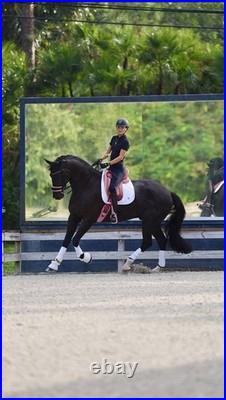 PINK Adam Ellis Dressage Saddle, 17.5 M/W + Girth & Stirrup Leathers