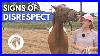 Signs_A_Horse_Doesn_T_Respect_You_Horse_Behavior_Guide_01_tzcm