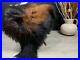 XXL_Sheepskin_Brown_Genuine_Exquisite_Beautiful_Natural_Rug_Pelt_Throw_Pet_Bed_01_gvxi
